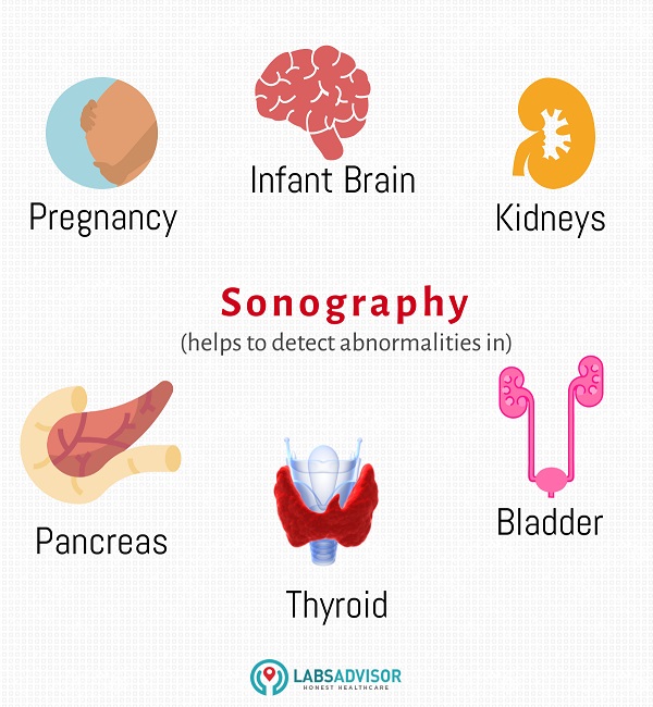 Internal organs that can be examined with the help of sonography scan.