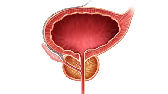 Image of Prostate Gland present under the bladder.