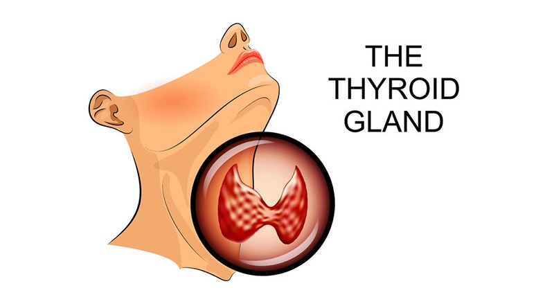Image of Thyroid Gland present in the neck.
