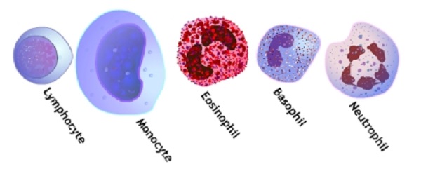Different Type of White Blood Cells.